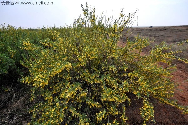 錦雞兒種子發芽出苗開花圖片