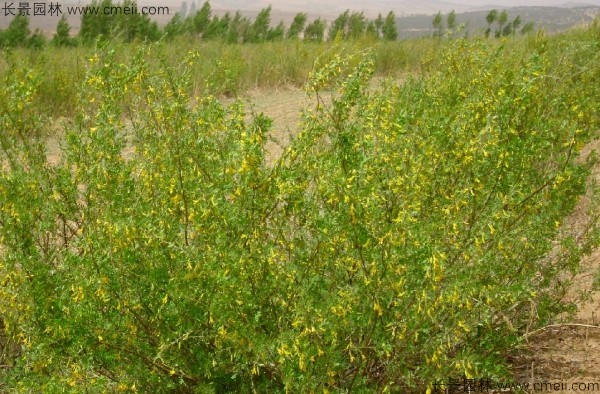 錦雞兒種子發芽出苗開花圖片