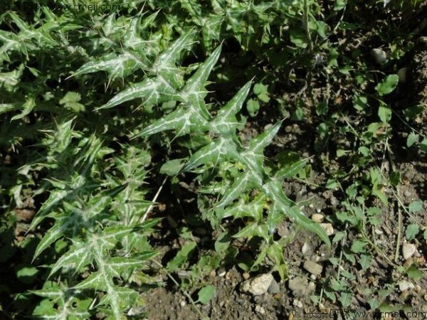 水飛薊種子發芽出苗開花圖片