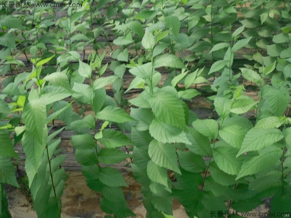 榆樹(shù)種子發(fā)芽出苗圖片