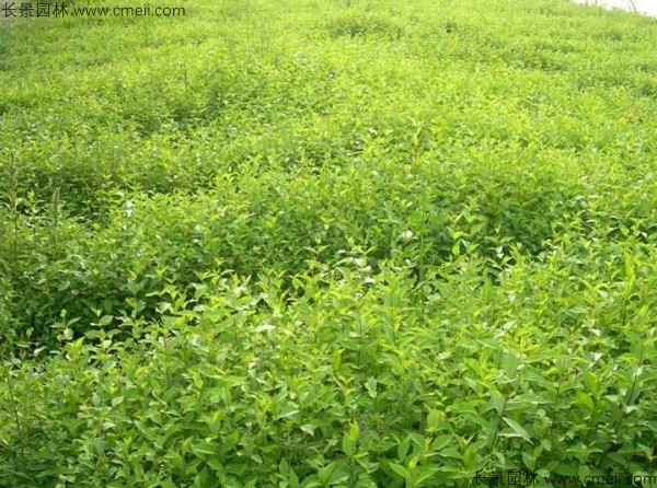 榆樹(shù)種子發(fā)芽出苗圖片