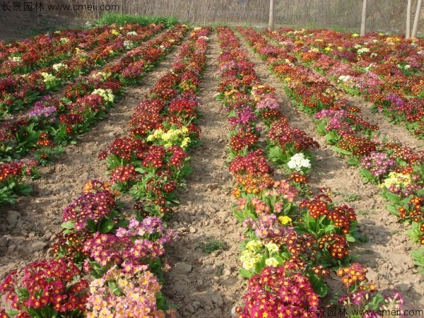 報春花種子發芽出苗開花圖片