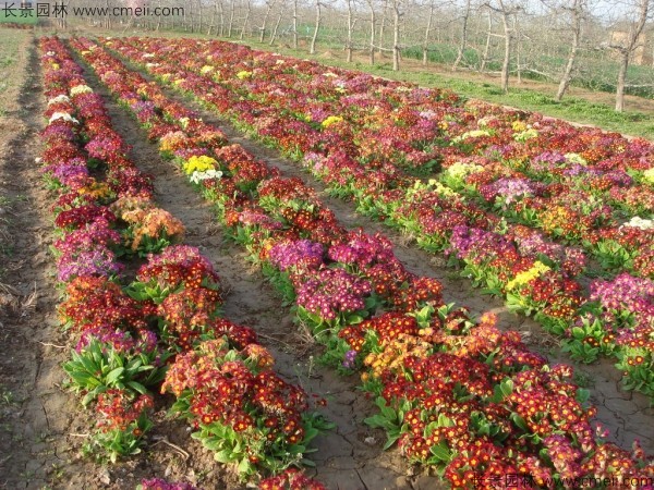 報春花種子發芽出苗開花圖片