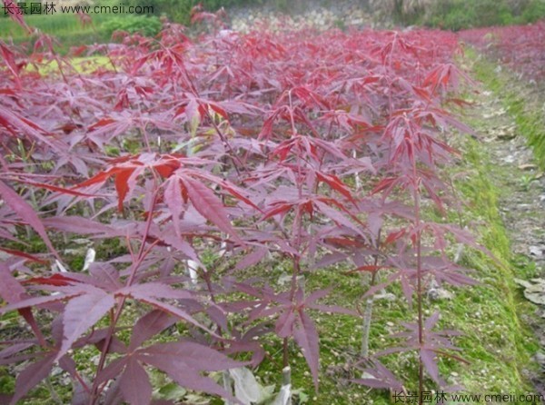 紅楓種子發芽出苗圖片