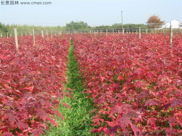 紅楓種子發芽出苗圖片