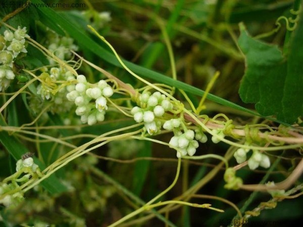 無根草種子發(fā)芽出苗圖片