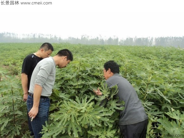 無花果種子發芽出苗圖片