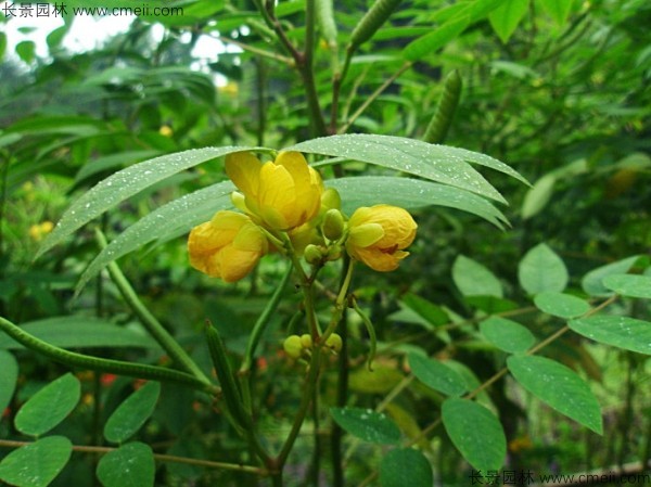 望江南種子發芽出苗圖片