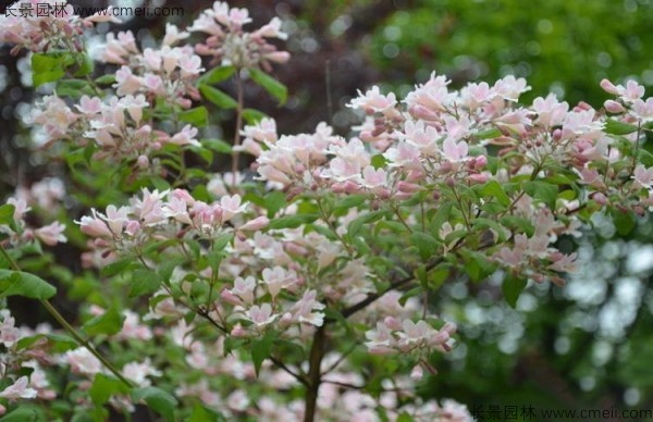 猬實種子發芽出苗開花圖片