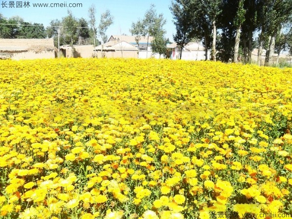 黃金菊種子發芽出苗開花圖片