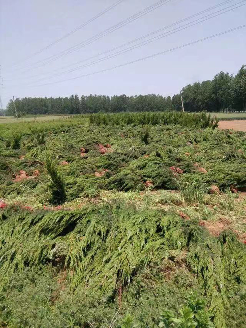 高桿大龍柏樹