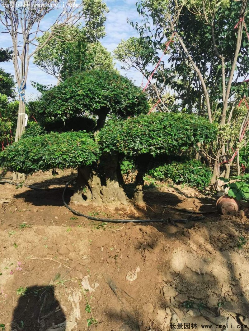 對節白蠟造型盆景地景