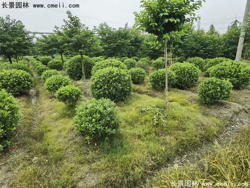 海桐球苗圃批發種植基地長景園林