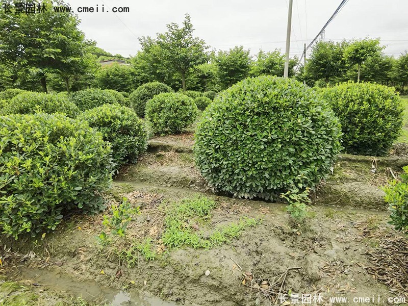 海桐球苗圃批發種植基地長景園林