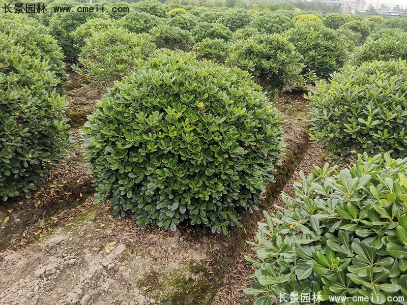 海桐球苗圃批發種植基地長景園林