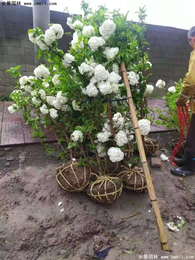 中華木繡球基地實拍圖片