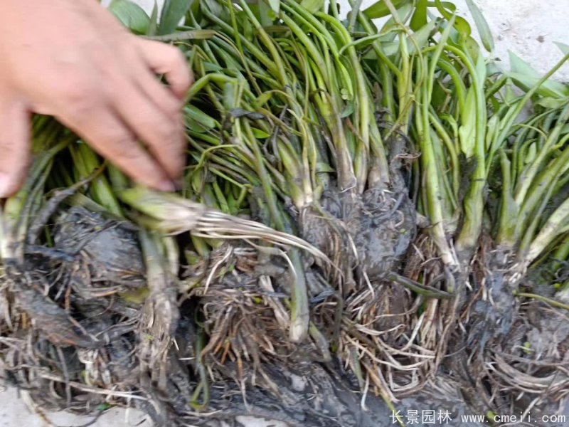 水生濕地植物梭魚(yú)草