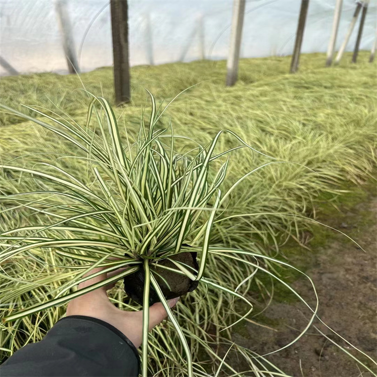 金葉苔草 來自長景園林